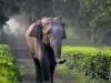 असम में हाथी के हमले में दो वन रक्षकों सहित तीन की मौत