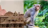 धार्मिक स्थलों को क्यों नही मिलती बंदरों से मुक्ति