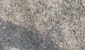 पी डब्लू डी की सड़क बनने के दूसरे दिन ही उढ़ने लगी। ग्रामीणों में आक्रोश।