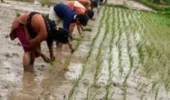 खजनी तहसील क्षेत्र में मानसून की दस्तक, झमाझम बारिश से किसानों के चेहरे खिले