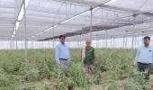MIDH योजना से बदली किसान रामजनम वर्मा की तकदीर, नेट हाउस-पॉली हाउस खेती से पहला चक्र में ही 3.60 लाख की शुद्ध आय
