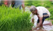 प्राकृतिक खेती की ओर बढ़ते कदम