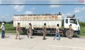 भैंसों से भरे दो डीसीएम पकड़े, 56 भैंसें बरामद