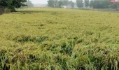 जिले के किसान मौसम की मार से बेहाल अन्नदाता खेतों में खड़ी धान की फसल पर मंडराया बर्बादी का खतरा