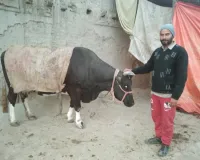 गांव की दुधारू गाय बनी प्राकृतिक रहष्य,दस वर्ष से बिना बच्चे के दे रही है दूध