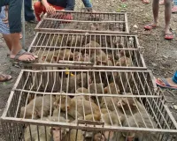 मथुरा की टीम ने पकड़े 151 बंदर