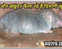 कुशीनगर : संचारी रोग की रोकथाम के लिए चूहा-छछुंदर के विरूद्ध कृषि विभाग छेड़ेगा अभियान