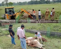 मिल्कीपुर में सड़क हादसा, अज्ञात वाहन की टक्कर से 8 गो वंशो की मौत, तहसील प्रशासन ने जेसीबी मशीनों से दफनवाया