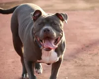अमेरिकन बुल डॉग पर ब्रिटेन में लगा प्रतिबंध, ब्रिटेन में लगातार कुत्तों के हमले से  बढ़ी मौत की संख्या को देख
