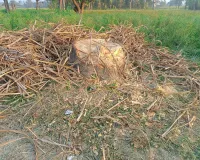 वन विभाग की मिलीभगत से लकडकट्टों ने बिना परमिट आम का पेड़ काट डाला 