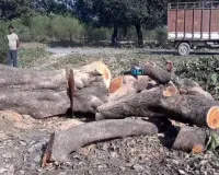 जिम्मेदारों की लापरवाही से हो रहा हरे पेड़ों की कटाई, नहीं हुई कारवाई 