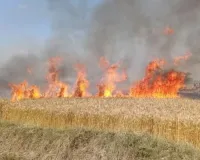 गेहूं के खेत में लगी आग, तीन किसानों की 16 बीघे फसल जली