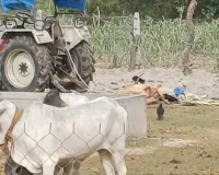 गौशाला मेंभूख से आए दिन मर रही गायों को नोच नोच कर खा रहे कौवे और कुत्ते