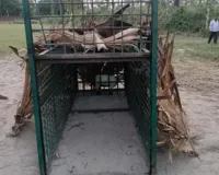 कुशीनगर : वन विभाग ने तेंदुआ पकड़ने के लिए लगाया पिंजड़ा