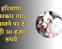 Haryana: हरियाणा सरकार गाय पालने पर दे रही 30 हजार रुपये, ऐसे उठाएं लाभ 