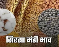 Sirsa Mandi Bhav: हरियाणा की सिरसा मंडी में फसलों के ताजा भाव हुए जारी, यहां देखें	