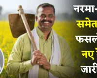 Mandi Bhav: नरमा-धान समेत इन फसलों के नए रेट जारी, देखें सिरसा मंडी के ताजा भाव 