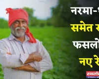 Mandi Bhav: नरमा-धान समेत सभी फसलों के नए रेट जारी, देखें आज के ताजा भाव