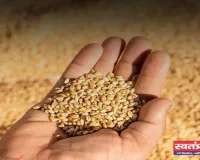 Mandi Bhav: हरियाणा की सिरसा मंडी में इस रेट पर बिकी फसलें, देखें आज के ताजा भाव