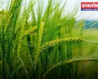 Farming: गेहूं की ये किस्म दे रही है लाखों का मुनाफा, किसानों को मिल रहा बंपर उत्पादन 