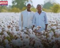 Haryana: हरियाणा में कपास बेचने के लिए बनाई 