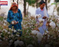 Mandi Bhav: नरमा-धान समेत सभी फसलों के रेट जारी, देखें नए भाव