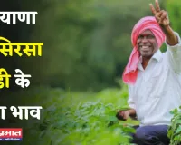 Mandi Bhav: हरियाणा की सिरसा मंडी के ताजा भाव जारी, देखें सभी फसलों के नए रेट