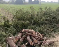 लकड़ी माफिया फिर सक्रिय, हरे नीम के पेड़ों की कटाई से ग्रामीण चिंतित