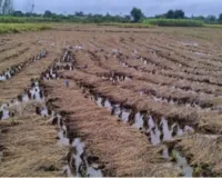 लगातार बारिश से सड़ने लगा धान, गन्ने को भी नुकसान