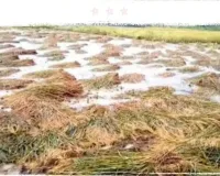 लगातार बारिश से बर्बाद हुई किसानों की मेहनत - धान सड़ने लगी, आलू की बुआई पर संकट