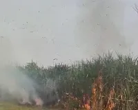 अज्ञात कर्म से लगी आग गाने की फसल जलकर हुई खाक 