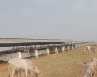 पचपेड़वा ब्लॉक की गौशालाओं में तड़प रहे गोवंश