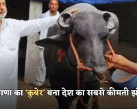  Haryana: हरियाणा का ‘कुबेर’ बना देश का सबसे कीमती झोटा, पुष्कर मेले में लगी 21 करोड़ की कीमत