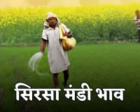 Sirsa Mandi Bhav: हरियाणा की सिरसा मंडी में इस रेट पर बिक रही फसलें, फटाफट चेक करें रेट्स 