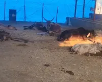 डगडगी गौशाला का हाल बेहाल