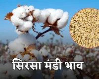 Sirsa Mandi Bhav: हरियाणा की सिरसा मंडी में फसलों के ताजा भाव हुए जारी, यहां देखें	