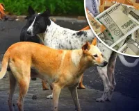 अरबों डॉलर का है कुत्तों के बाजार का अर्थशास्त्र