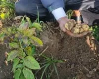  आलू की फसल में समय से करें झुलसा रोग का नियंत्रण-जिला उद्यान अधिकारी 