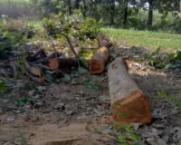 बसुआपार में बिना परमिट के सागौन के पेड़ की हुई कटान
