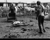 जोकनई गौशाला में बीमार पशुओं की अनदेखी, बदहाली, कई की मौत, चारा-पानी का अभाव