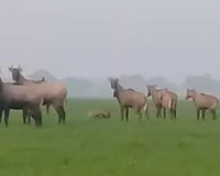 नीलगायों का कहर: 50 बीघा गेहूं की फसल बर्बाद