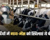 Winter Animal Care: सर्दियों में गाय-भैंस को खिलाएं ये चीज, बाल्टी भर-भर के देगी दूध