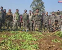 चौपारण में अवैध अफीम की खेती पर करारा प्रहार, 40 एकड़ में लगी फसल नष्ट