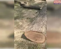 घाटमपुर में अवैध रूप से कांटे गए कई हरे नीम के पेड़