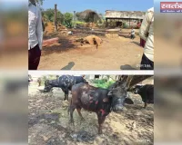 अग्निकांड से दहला बहुवन मदार माँझा: दो गोवंशों की जलकर मौत