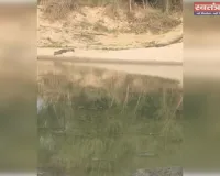 कैलाश नदी में दो मगरमच्छ दिखने से दहशत