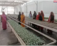 उद्यान विभाग द्वारा तैयार की जा रही रोग मुक्त एवं गुणवत्तायुक्त सब्जियों की नर्सरी।