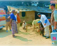 पशुपालन विभाग ने खुरपका-मुंहपका टीकाकरण शिविर किया आयोजित