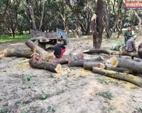 मलिहाबाद (रहीमाबाद) में ‘आम’ पर कुल्हाड़ी: एक दर्जन से ज्यादा पेड़ काटे