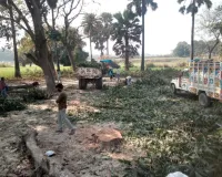गोरखपुर :सिंकरीगंज क्षेत्र धोबौली में हरियाली पर  ठेकेदारों का डाका: